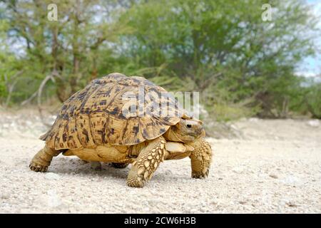 Leopardschildkröte, Stigmochelys pardalis, das Tier läuft von links nach rechts auf weißem Kies. Er hat seinen Körper vom Boden gehoben. Stockfoto