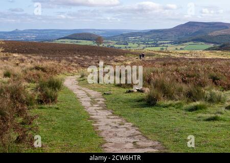Scarth Wood Moor - Wanderer auf dem Cleveland Way oder Coast to Coast mit Pflastersteinen zum Schutz von Moor, Osmotherley, North York Moors National Park England Stockfoto