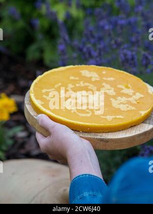 Frau mit gelbem abgerundetem Stück geschmolzenem Bienenwachs. Verschwommene Lavander auf dem Hintergrund. Stockfoto