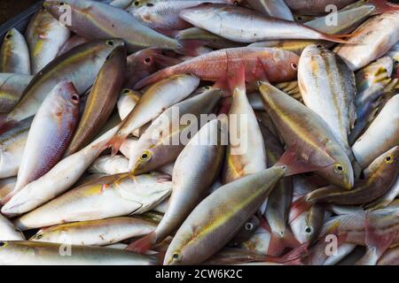 Verschiedene Arten von frisch gefangenem Fisch auf dem Markt Stockfoto