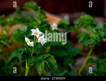 Nahaufnahme einer blühenden Kartoffelpflanze fangen in der Abendsonne, in einer Zuteilung oder Garten Fokus auf Subjekt Kopie Raum auf der rechten Seite Stockfoto