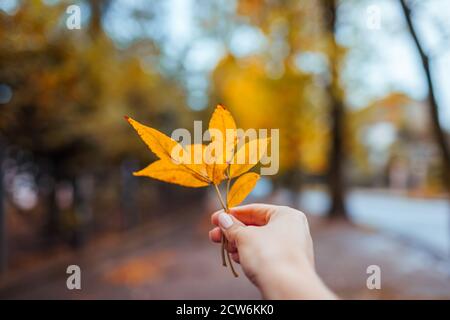 Herbststimmung. Frau hält gelbe Blätter im Herbstpark. Herbstwetter Stockfoto