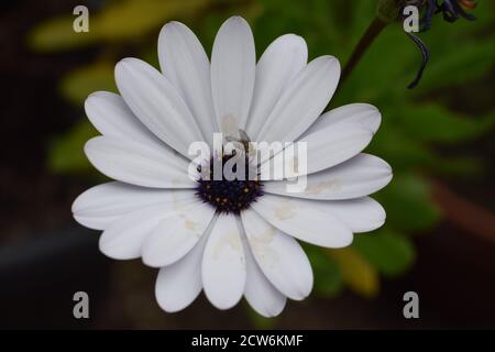 Cape marguerite mit braunen Wasserflecken und einer Fliege Stockfoto