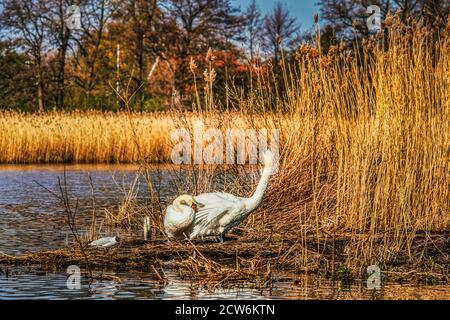 Ein paar Mute Swans oder weiße Cygnus olor sind an einem See in einem gelben Gras. Ein Schwan hebt seinen Hals, während sein Begleiter ruht und eine Familienidee vermittelt Stockfoto