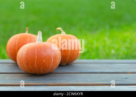 Kürbis auf einem grünen Gras Hintergrund. Orangefarbener Herbstkürbis in der Sonne. Herbsternte, Feiertage (Halloween, Thanksgiving) Konzept. Stockfoto