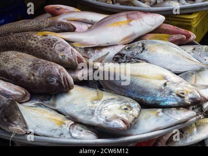 Verschiedene Arten von Meeresfischen auf dem Markt, Schnapper, Makrelen, Wels Stockfoto