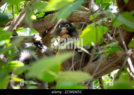 Trachypithecus obscurus im Thailändischen Dschungel. Familie von dunkelblättrigen Affen oder Brillenlangur mit gelben Baby Affe auf dem Baum sitzen. Stockfoto