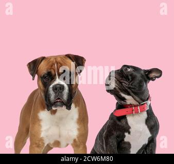 Team von Boxer und französisch Bulldogge trägt roten Kragen auf Rosa Hintergrund Stockfoto