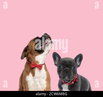 Boxerteam und französischer Bulldogge in Fliege und Rot Kragen auf rosa Hintergrund Stockfoto