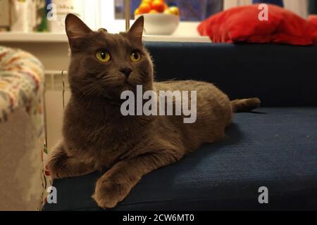 Graue Kurzhaarkatze mit gelbgrünen Augen auf der Couch. Stockfoto