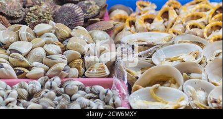 Verschiedene Arten von frischen Muscheln auf dem Markt Stockfoto