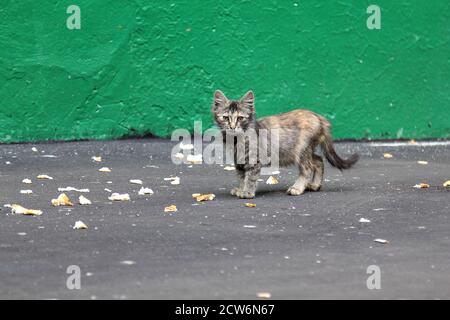 Graue obdachlose Kätzchen, die auf der Straße gehen und Brot vom Asphalt essen. Grüne Wand auf dem Hintergrund Stockfoto