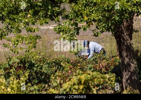 Vendimiando uva Callet, viña des pou de Sa Carrera, Celler Mesquida-Mora, Porreres, Mallorca, balearen, Spanien Stockfoto