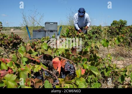 Vendimiando uva Callet, viña des pou de Sa Carrera, Celler Mesquida-Mora, Porreres, Mallorca, balearen, Spanien Stockfoto