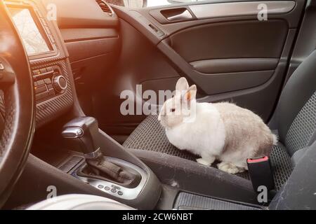 Weißes graues Kaninchen im Auto. Steigt auf den Beifahrersitz