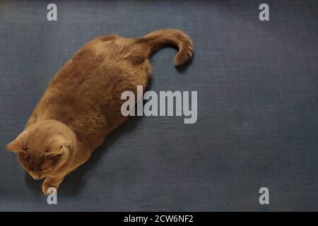 Graue Kurzhaarkatze sitzt auf der Couch. Draufsicht mit Kopierbereich Stockfoto