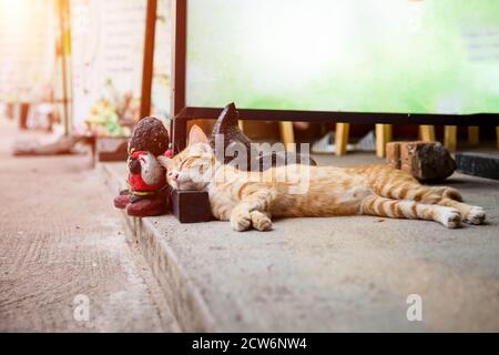 Gestreifte Rothaarkatze schläft in der Sonne auf der Straße. Er legte seinen Kopf auf einen hölzernen Ständer für eine leere Plakatwand. Stockfoto
