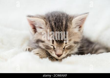 Gestreifte tabby Kätzchen schlafen auf weißen flauschigen Decke. Portrait schöne flauschige niedliche graue Kätzchen. Katze, Tierbaby, Kätzchen liegt auf weißem Karo Stockfoto