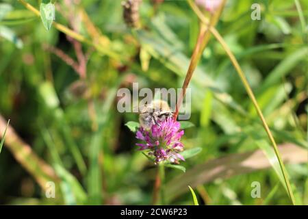 Die Biene saugt Nektar aus einer roten Kleeblüte Stockfoto