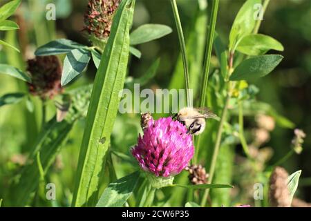 Die Biene saugt Nektar aus einer roten Kleeblüte Stockfoto