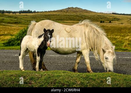 Dartmoor Pony und Wee Fohlen Stockfoto