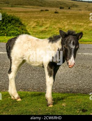 Dartmoor Pony und Wee Fohlen Stockfoto