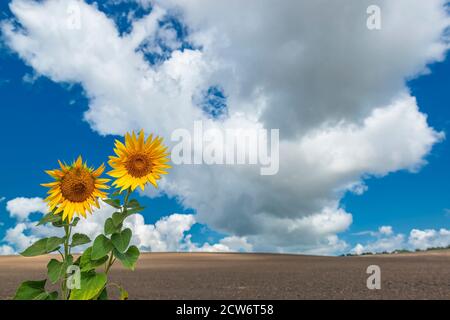 Zwei bunte Sonnenblumen mit blauem Himmel und Wolken auf dem Hintergrund. Konzentrieren Sie sich auf Sonnenblumen. Speicherplatz kopieren Stockfoto