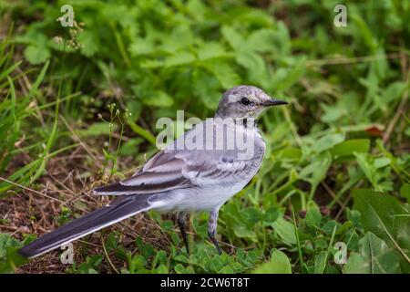 Nahaufnahme Bachstelze auf dem Hintergrund der grünen Vegetation Stockfoto