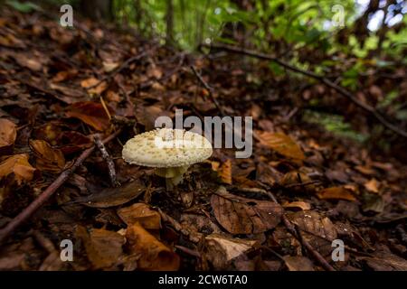 Schöne bunte Pilze im Herbstwald in Deutschland Stockfoto