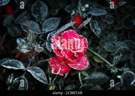 Eine Rose bedeckt mit Frost an einem frostigen Morgen. Nahaufnahme in dunklen Farben Stockfoto
