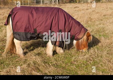 Ein Pony trägt einen Turnout-Teppich Stockfoto