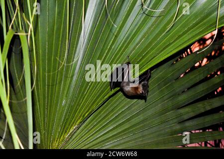 Fledermausvogel hängt an einem Kokosnussbaum Blätter mit Seine hellen weißen Augen in der Nacht Stockfoto