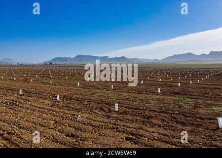 Sehr junge Pfirsich in Jumilla bei Cieza. Fotos von Pfirsichbäumen in Jumilla in der Region Murcia. Pfirsich-, Pflaumen- und Nektarinenbäume. Spanien Stockfoto