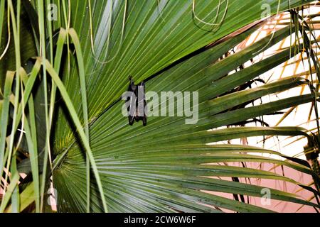 Fledermausvogel hängt an einem Kokosnussbaum Blätter mit Seine hellen weißen Augen in der Nacht Stockfoto