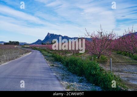 Pfirsichblüte in Ascoy bei Cieza. Fotos von der Blüte von Pfirsichbäumen in Cieza in der Region Murcia. Pfirsich-, Pflaumen- und Nektarinenbäume. Spanien Stockfoto