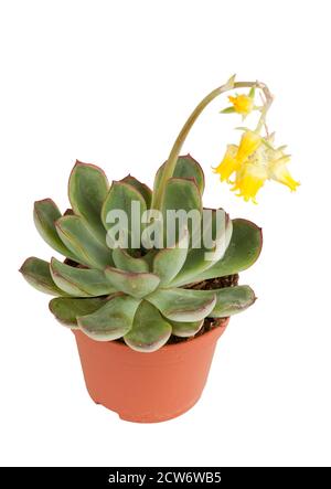 Eine einzelne blühende Echeveria Pflanze in einem Topf Stockfoto