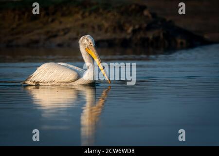 dalmatinischer Pelikan oder pelecanus crispus mit Reflexion im Wasser Während der Winterwanderung im Feuchtgebiet des keoladeo ghana National Park bharatpur Stockfoto