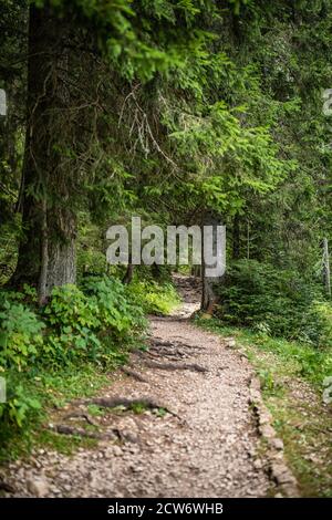 Schöner grüner Weg im Wald in der Nähe von Black Lake oder Crno jezero auf dem Berg Durmitor in der Nähe von Zabljak Stadt im Norden Montenegros. Stockfoto