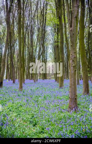 Teppich von Bluebells (Hyacinthoides non-scripta) zwischen Bäumen in einem typischen bluebell Holz, Micheldever Woods, in der Nähe von Winchester, Hampshire, Großbritannien Stockfoto