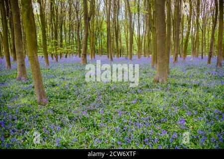 Teppich von Bluebells (Hyacinthoides non-scripta) zwischen Bäumen in einem typischen bluebell Holz, Micheldever Woods, in der Nähe von Winchester, Hampshire, Großbritannien Stockfoto