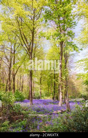 Teppich von Bluebells (Hyacinthoides non-scripta) zwischen Bäumen in einem typischen bluebell Holz, Micheldever Woods, in der Nähe von Winchester, Hampshire, Großbritannien Stockfoto