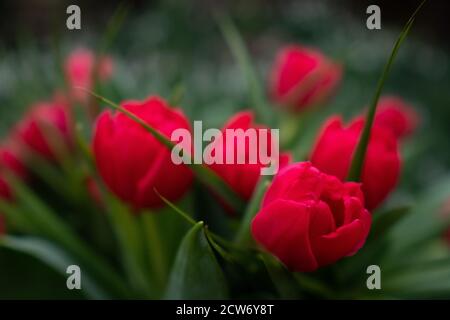 Bouquet von roten Tulpen Stockfoto