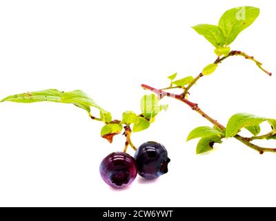 Heidelbeeren mit Blättern isoliert auf weißem Hintergrund Stockfoto