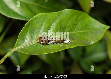 Larve des asiatischen Schwalbenschwanzes (Papilio xuthus), auf Mikan-Orangenbaum, Isehara-Stadt, Kanagawa-Präfektur, Japan Stockfoto