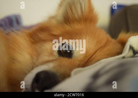 Kiara ist eine 11-jährige pommersche x Border Collie, die gerade von einem langen Nickerchen aufgewacht ist. Stockfoto
