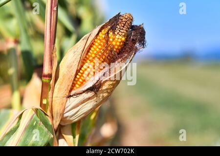 Maisstrunk in offener Schale auf landwirtschaftlichem Feld Stockfoto