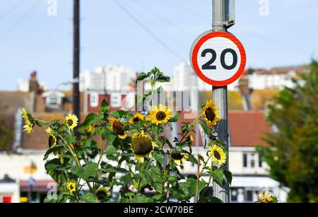 Brighton UK 28. September 2020 - Sonnenblumen in Blüte an einem warmen sonnigen Morgen entlang einer Straße in East Brighton als kühleres Wetter für die meisten von Großbritannien prognostiziert : Credit Simon Dack / Alamy Live News Stockfoto