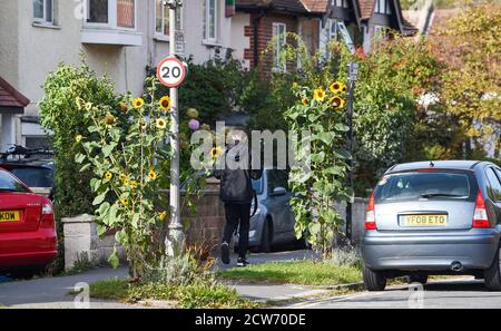 Brighton UK 28. September 2020 - Sonnenblumen in Blüte an einem warmen sonnigen Morgen entlang einer Straße in East Brighton als kühleres Wetter für die meisten von Großbritannien prognostiziert : Credit Simon Dack / Alamy Live News Stockfoto