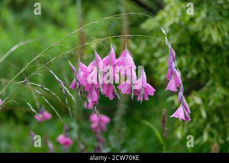 Dierama pulcherrimum. Angelrute. Hochzeitsglocken. Hängende oder hängende Blüten in silbergrauem Rosa. Wandflower Stockfoto