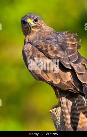 Bussard, Buteo buteo, Spanischer Wald, Kastilien und Leon, Spanien, Europa Stockfoto